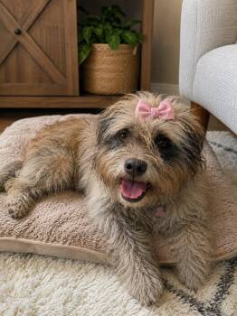 CANDY GS -  Shih Tzu Dog for Adoption in Lucas, Texas - CANDY GS | PetCurious