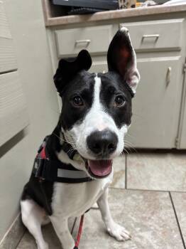 Rescue Pit Bull Terrier and Border Collie Dogs for Adoption in Edmond, Oklahoma - Max | PetCurious