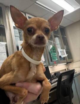 WHIMSY -  Chihuahua and Mixed Breed Dog for Adoption in Grand Prairie, Texas - WHIMSY | PetCurious