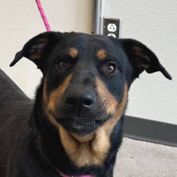 Tommy -  Mixed Breed Dog for Adoption in Las Cruces, New Mexico - Tommy | PetCurious