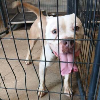 Terrier and Mixed Breed Dogs Available for Adoption in Fort Lauderdale, Florida - Dixie | PetCurious