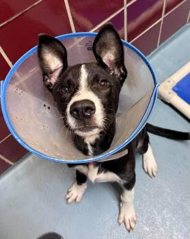Pooky -  Border Collie Dog for Adoption in Sedalia, Colorado - Pooky | PetCurious
