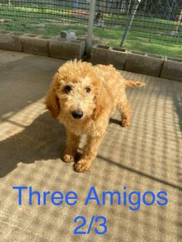 Amigo -  Standard Poodle Dog for Adoption in Brooksville, Florida - Amigo | PetCurious