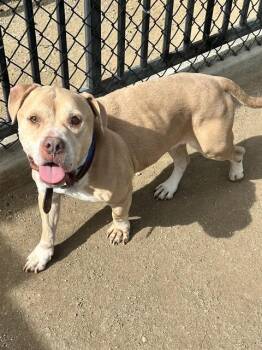 Pit Bull Terrier and English Bulldog Dogs Available for Adoption in Riverside, California - CASH | PetCurious