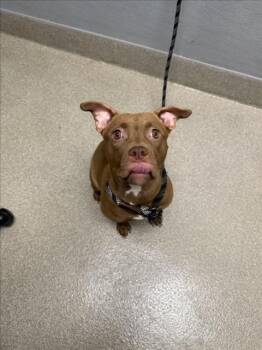 STELLA -  Pit Bull Terrier Dog for Adoption in Las Vegas, Nevada - STELLA | PetCurious