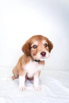 Palm -  Great Pyrenees Dog Available for Adoption in Bixby, Oklahoma - Palm | PetCurious