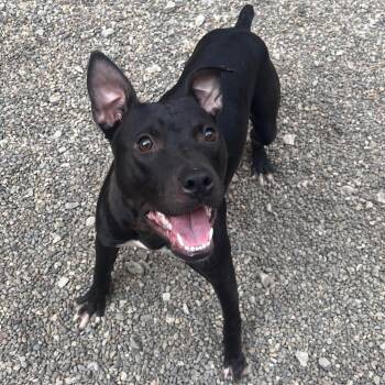 Rescue Pit Bull Terrier Dogs for Adoption in Oak Park, Michigan - Wendy | PetCurious