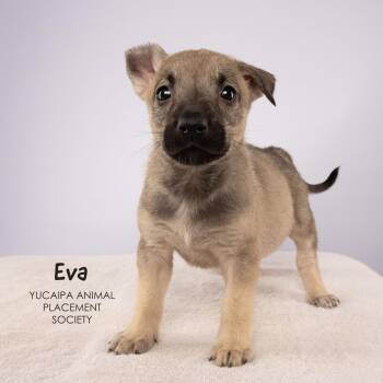 Eva -  Shepherd Dog for Adoption in Yucaipa, California - Eva | PetCurious