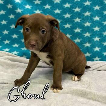 Ghoul -  Retriever and Mixed Breed Dog for Adoption in Hillsboro, Ohio - Ghoul | PetCurious