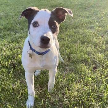 Mixed Breed Dogs Available for Adoption in Merriam, Kansas - Vespucci | PetCurious