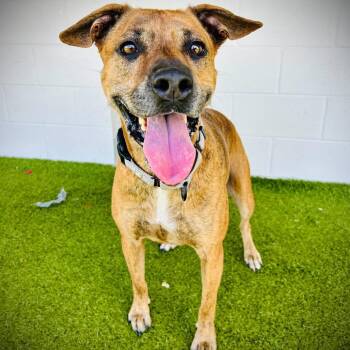 Mixed Breed Dogs Available for Adoption - Willow | PetCurious