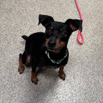 Carrie -  Miniature Pinscher and Mixed Breed Dog for Adoption in Englewood, Florida - Carrie | PetCurious