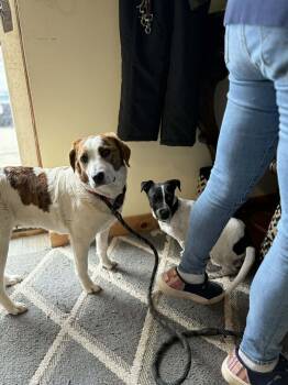 Hound Dogs Available for Adoption in Monticello, New York - Iris | PetCurious