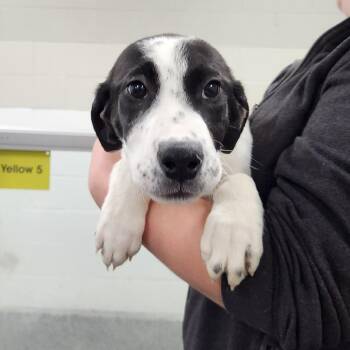 Marley Quinn -  Mixed Breed Dog for Adoption in Walker, Michigan - Marley Quinn | PetCurious