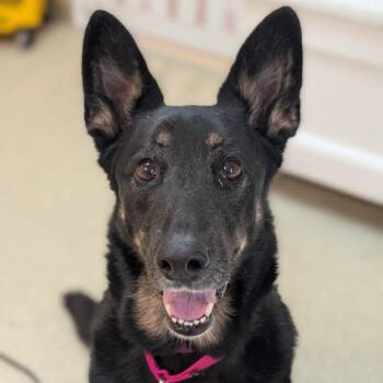 Hazel -  German Shepherd Dog Dog for Adoption in Riverwoods, Illinois - Hazel | PetCurious