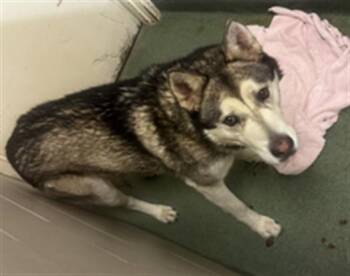 Mixed Breed Dogs Available for Adoption - SIKU | PetCurious