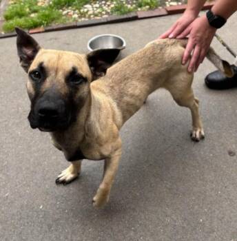 Slinky -  Shepherd and Mixed Breed Dog for Adoption in Chester, Maryland - Slinky | PetCurious