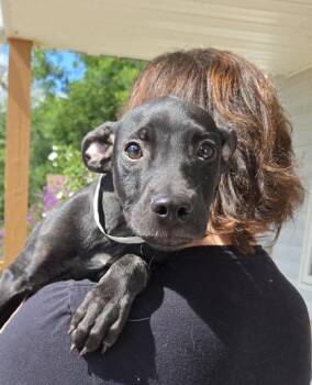 Anubis -  Mixed Breed Dog for Adoption in East Brookfield, Massachusetts - Anubis | PetCurious