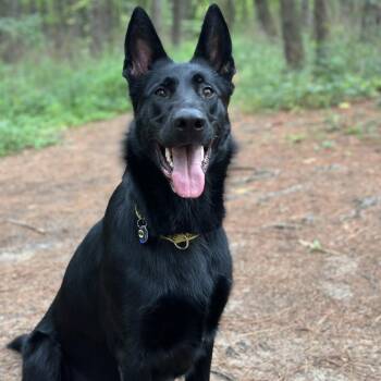 German Shepherd Dog Dogs Available for Adoption - Bruce *Courtesy Listing* | PetCurious