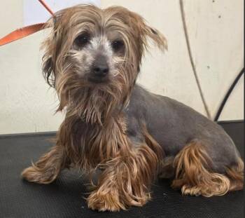 Yorkshire Terrier and Silky Terrier Dogs Available for Adoption in Manvel, Texas - Sunny | PetCurious