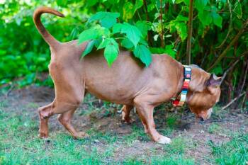 Nyla -  American Staffordshire Terrier and Pit Bull Terrier Dog for Adoption in Duluth, Minnesota - Nyla | PetCurious