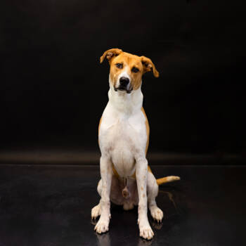 Rescue Labrador Retriever Dogs for Adoption in Lawrenceville, Georgia - Pen 181c Goober | PetCurious