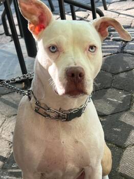 Kady the Beautiful White Blue-eyed Loving Girl -  American Bully Dog for Adoption in Charlottesville, Virginia - Kady The Beautiful White Blue-eyed Loving Girl | PetCurious
