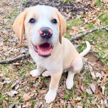 Labrador Retriever and Great Pyrenees Dogs Available for Adoption in Jackson, Missouri - Wolverine | PetCurious