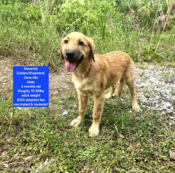 Maverick -  Golden Retriever and Shepherd Dog for Adoption in Oviedo, Florida - Maverick | PetCurious