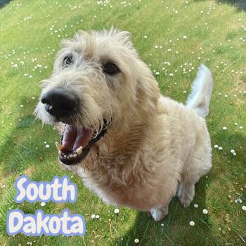 South Dakota - sweet, active, loving best friend -  Goldendoodle and Labradoodle Dog for Adoption in Chuckey, Tennessee - South Dakota - Sweet, Active, Loving Best Friend | PetCurious