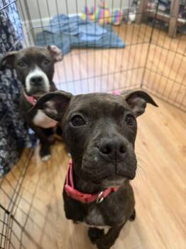 Boxer Dogs Available for Adoption in Colorado Springs, Colorado - Leek | PetCurious