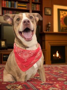 Shepherd and Husky Dogs Available for Adoption in Spring, Texas - Bucky | PetCurious