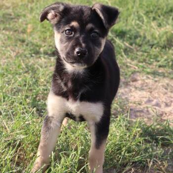 German Shepherd Dog Dogs Available for Adoption in San Antonio, Texas - May | PetCurious