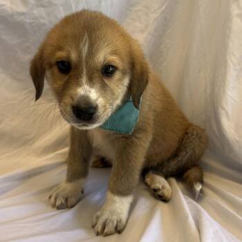 Cyborg -  Mixed Breed Dog for Adoption in Canal Winchester, Ohio - Cyborg | PetCurious