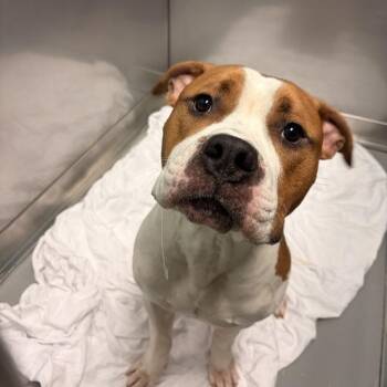 No Time For Break -  Mixed Breed Dog for Adoption in Davenport, Iowa - No Time For Break | PetCurious
