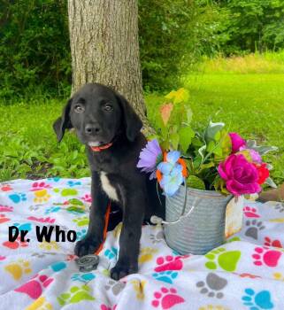 Dr. Who -  Black Labrador Retriever Dog for Adoption in Murray, Kentucky - Dr. Who | PetCurious