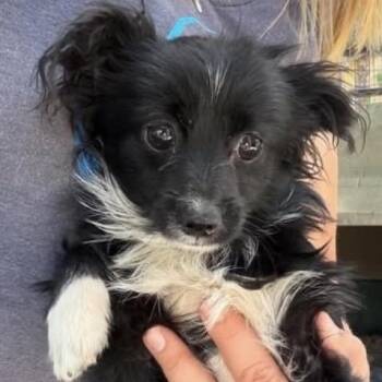 Kirby -  Chihuahua Dog Available for Adoption in Larkfield-wikiup, California - Kirby | PetCurious
