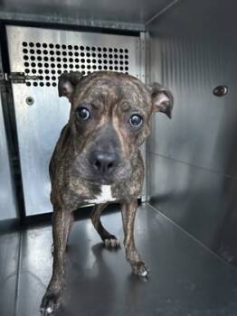 Rescue American Staffordshire Terrier and Mixed Breed Dogs for Adoption in Fort Worth, Texas - 59830113 | PetCurious