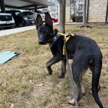 Stella -  German Shepherd Dog and Dutch Shepherd Dog for Adoption in San Antonio, Texas - Stella | PetCurious