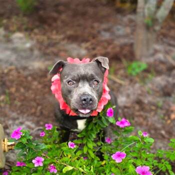 Girl -  Mixed Breed Dog for Adoption in Port Charlotte, Florida - Girl | PetCurious