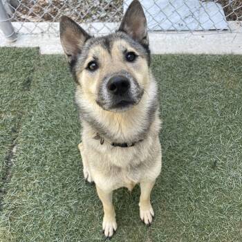 Rescue Belgian Shepherd Malinois and Husky Dogs for Adoption in Baton Rouge, Louisiana - Mischa | PetCurious