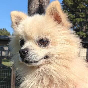 Rescue Pomeranian Dogs for Adoption in Houston, Texas - Snowball James | PetCurious