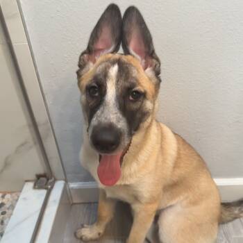 Rescue German Shepherd Dog and Mixed Breed Dogs for Adoption in San Diego, California - Blackjack | PetCurious