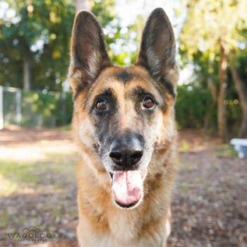 Sasha -  German Shepherd Dog and Mixed Breed Dog for Adoption in Largo, Florida - Sasha | PetCurious
