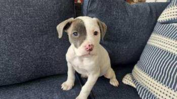 Pit Bull Terrier Dogs Available for Adoption - Lucy  | PetCurious