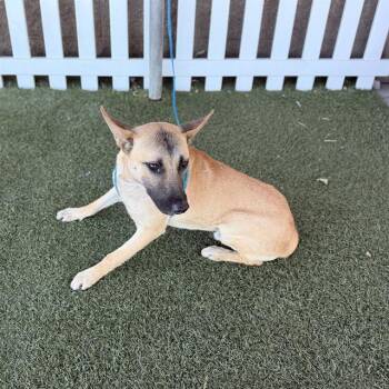 BLAZE -  German Shepherd Dog Dog for Adoption in Modesto, California - BLAZE | PetCurious