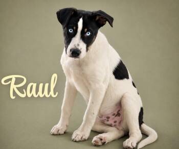 Raul -  Catahoula Leopard Dog and Hound Dog for Adoption in Manchester, Connecticut - Raul | PetCurious