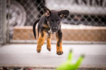 Krypton -  Labrador Retriever and Shepherd Dog for Adoption in Twentynine Palms, California - Krypton | PetCurious