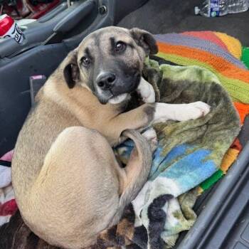 Shepherd Dogs Available for Adoption in Dayton, Ohio - Maximilian | PetCurious