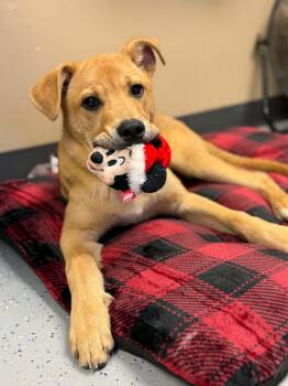 Summit -  Mixed Breed Dog for Adoption in Martinsville, Indiana - Summit | PetCurious